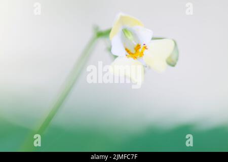 Kleinblütig Touch-me-not bevorzugt feuchte schattige Stellen in Wäldern Stockfoto