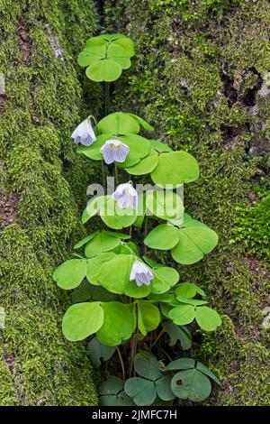 Bei Nacht und im Regen schließt der Common Wood Sorrel seine Blüten, die Blätter beugen sich zu Boden Stockfoto