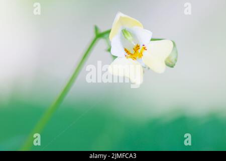 Die kleinblühenden, gekochten Blätter von Touch-Me-Not sind vollständig essbar Stockfoto