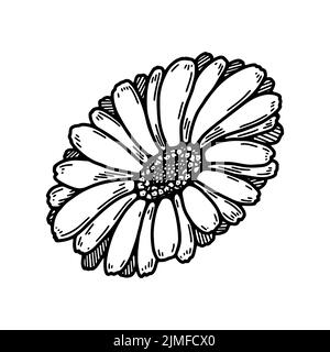Handgezeichnete Ringelblume. Realistisches, detailliertes botanisches Designelement. Vektordarstellung im Skizzenstil Stock Vektor