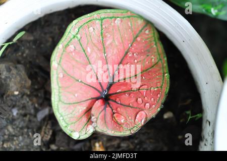 Caladium, Caladium Bicolor Vent oder Caladium Bicolor oder Caladium sp Mingmongkon und Regentropfen oder Tautropfen Stockfoto