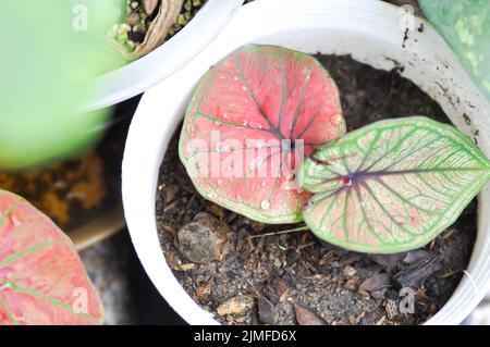 Caladium, Caladium Bicolor Vent oder Caladium Bicolor oder Caladium sp Mingmongkon und Regentropfen oder Tautropfen Stockfoto