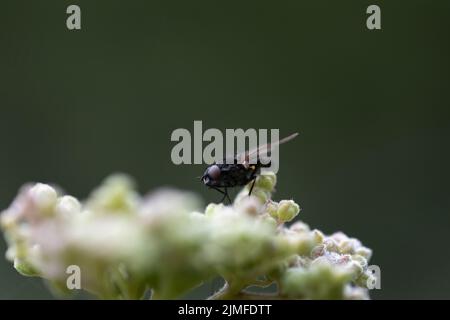 Schwarzfliege, die sich in einem Garten mit Blumen ernährt, West Sussex, Großbritannien Stockfoto