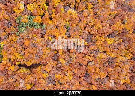 Blick von der Drohne auf den bunten Herbstwald Stockfoto
