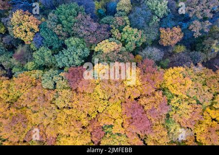 Blick von der Drohne auf den gemischten Herbstwald Stockfoto