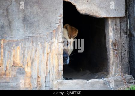 Hund an einer Kette in eine Hundehütte Stockfoto