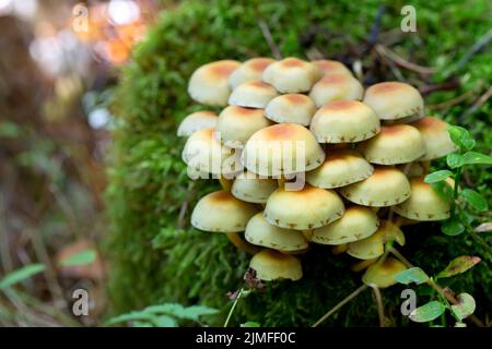 Pilze im Wald Stockfoto