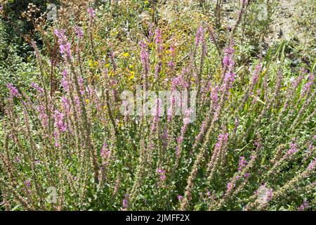 Purple Loosestrife (Lythrum salicaria) am Ufer der Themse in London, England, Großbritannien Stockfoto