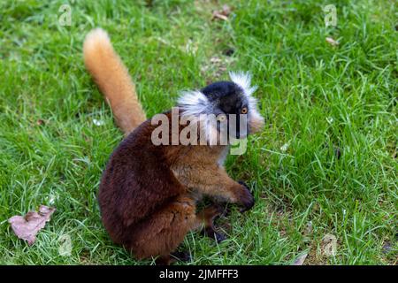 Weiblicher schwarzer Lemur, Eulemur macaco, sitzt im Gras. Der Moormaki ist eine Art aus der Familie der Lemuridae und kommt in Mo vor Stockfoto