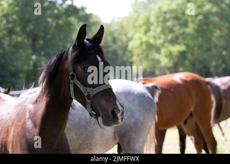 Pferd auf einer Lichtung, ein Porträt Stockfoto