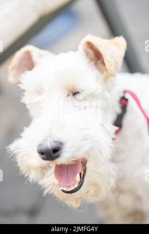 Wire Fox Terrier Porträt. Außenaufnahme Stockfoto