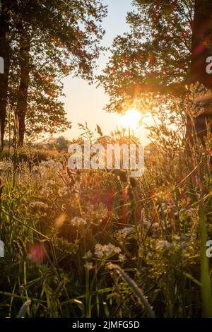 Kühe auf der Weide bei Sonnenaufgang im Herbstlicht Stockfoto