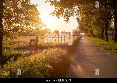 Kühe auf der Weide bei Sonnenaufgang im Herbstlicht Stockfoto