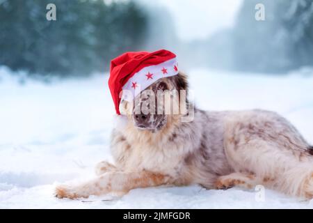 Großer Hund im weihnachtsmann hat sich auf der Schneestraße niedergelegt Stockfoto