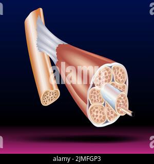 Struktur des Skelettmuskels - Skelettmuskelstruktur mit anatomischen inneren Schichten - Faszikel, Epimysium, Endomysium und Fasern Vektordarstellung Stockfoto