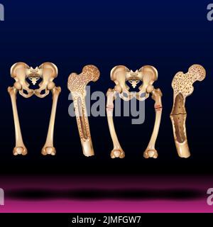 Struktur des Beckens. Anatomisches Poster des menschlichen Skeletts. Konzept der Beckenknochen. Kreuzbein, Ischium, Schambein und Ilium. Medizinische Vektordarstellung. Stockfoto