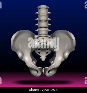 Männliches Becken, menschliches Skelett, Beckenknochen-Anatomie, Hüfte, Kunstwerk Illustration 2D Grafik Stockfoto