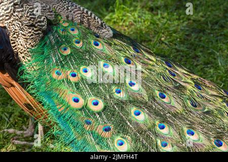 Bunte Pfauenschwanzfedern. Natürlicher Hintergrund. Stockfoto