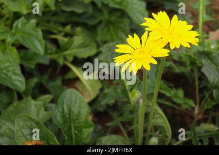 Gelb gefärbte Gerbera Blume auf dem Bauernhof für die Ernte Stockfoto