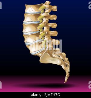 Untere Wirbelsäule Stockfoto