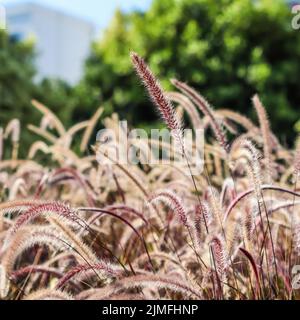 Dekorative Lila Brunnen Gras. Pennisetum Setaceum Rubrum. Natürlicher Hintergrund Stockfoto
