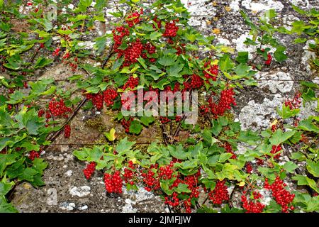 PITMEDDEN GARTEN ABERDEENSHIRE SCHOTTLAND IM SOMMER TRAUBEN VON ROTEN BEEREN ESPALIERED ROTE JOHANNISBEEREN RIBES RUBRUM Stockfoto