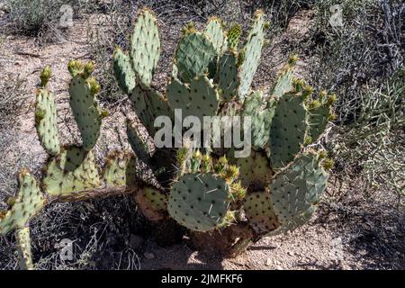 Eine stachelige Wildkaktuspflanze im Saguaro National Park, Arizona Stockfoto