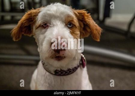 Ein Jack Russel Terrier in Lake Minnetonka, Minnesota Stockfoto