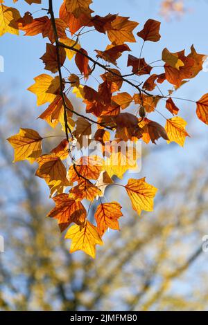 Blätter eines Tulpenbaums (Liriodendron tulipifera) mit heller Herbstfärbung in einem Park in der Nähe von Magdeburg Stockfoto