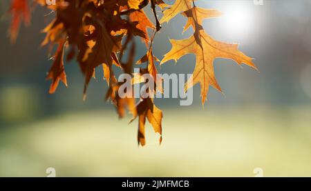 Blätter einer scharlachroten Eiche (Quercus coccinea) mit rötlich gefärbter Färbung in einem Park im Herbst Stockfoto