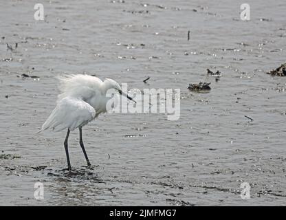 Ein kleiner Reiher wadert bei Ebbe im flachen Wasser des Tavy River. Jung mit flauschigem Gefieder. Stockfoto