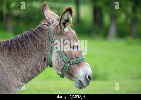 Esel auf einer Lichtung, ein Porträt Stockfoto