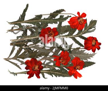 Getrocknete Blütenblätter, Anwendung Bouquet von trockenen Blumen Stockfoto