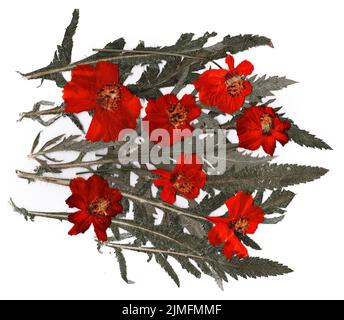 Getrocknete Blütenblätter, Anwendung Bouquet von trockenen Blumen Stockfoto