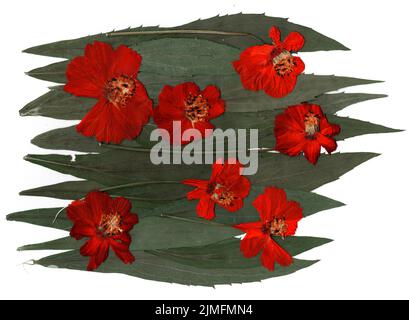 Getrocknete Blütenblätter, Anwendung Bouquet von trockenen Blumen Stockfoto