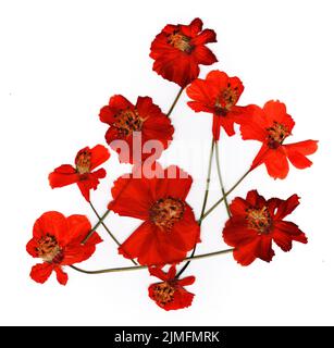 Getrocknete Blütenblätter, Anwendung Bouquet von trockenen Blumen Stockfoto