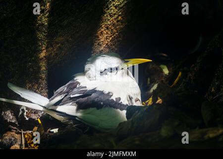 Weißschwanztropikvögel (Phaethon lepturus) auf Cousin Island, Seychellen, Indischer Ozean, Afrika Stockfoto