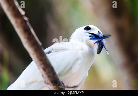 Weiße Seeschwalbe oder Feenschwalbe (Gygis alba) auf Cousin Island, Seychellen, Indischem Ozean, Afrika Stockfoto