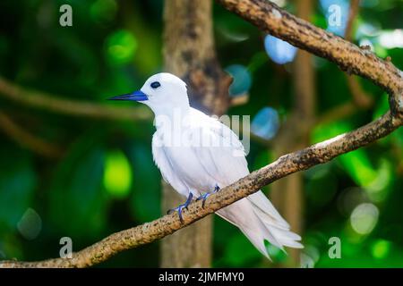 Weiße Seeschwalbe oder Feenschwalbe (Gygis alba) auf Cousin Island, Seychellen, Indischem Ozean, Afrika Stockfoto