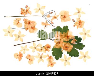 Getrocknete Blütenblätter, Anwendung Bouquet von trockenen Blumen Stockfoto