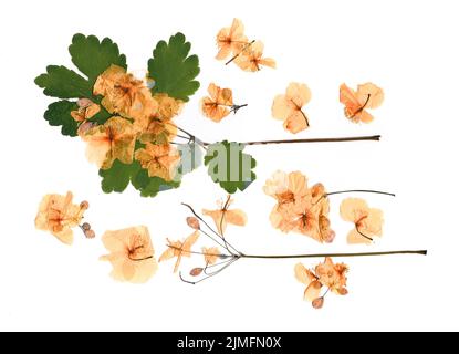 Getrocknete Blütenblätter, Anwendung Bouquet von trockenen Blumen Stockfoto