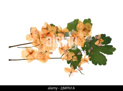 Getrocknete Blütenblätter, Anwendung Bouquet von trockenen Blumen Stockfoto