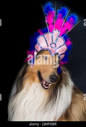 Portrait eines rauen Collie mit Federkopfbezüge für Karneval Stockfoto