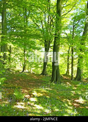 Waldgebiet im Frühling mit großen Buchen und leuchtend grünen Blättern, die von strahlendem Morgensonnen und Sonnenblumen beleuchtet werden Stockfoto