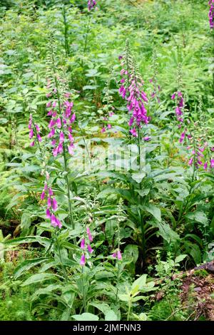 Blühender roter Fuchshandschuh, Digitalis purpurea, im Wald Stockfoto