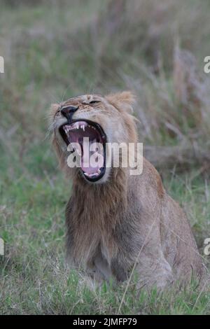 Junger Löwe, Gähnen Stockfoto