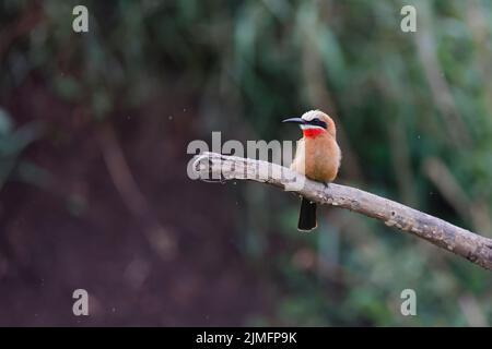 Weißer Beißbär Stockfoto