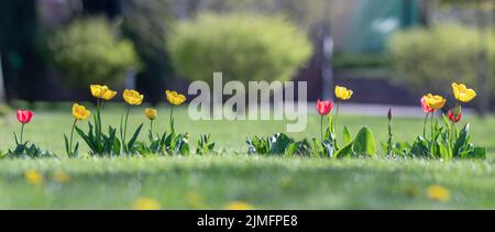 Eine Reihe blühender schöner Tulpen, die in einem grünen Garten auf einem Rasen wachsen. Stockfoto