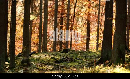 Mitten im Herbstwald. Die Sonne scheint durch bunte Blätter. Stockfoto