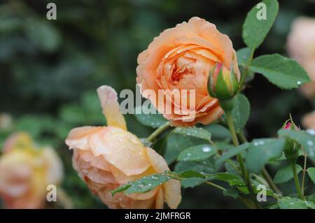 Lasy of Shallot David Austin Peach Orange Englische Straße Stockfoto